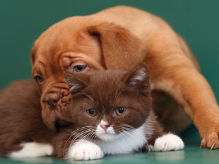 puppy and kitten snuggling