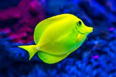 Aquarium news image
