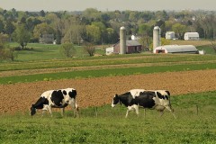 Dairy Farm news image