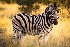 Animal news image