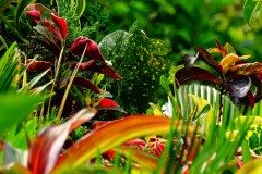 Garden news image