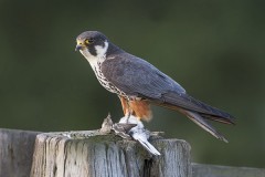 Hobby news image