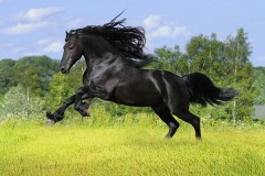 Horse news image