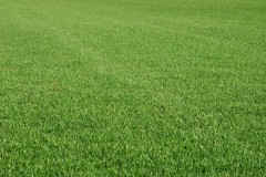 Lawn news image
