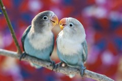 Pet news image