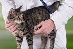 Veterinarian news image